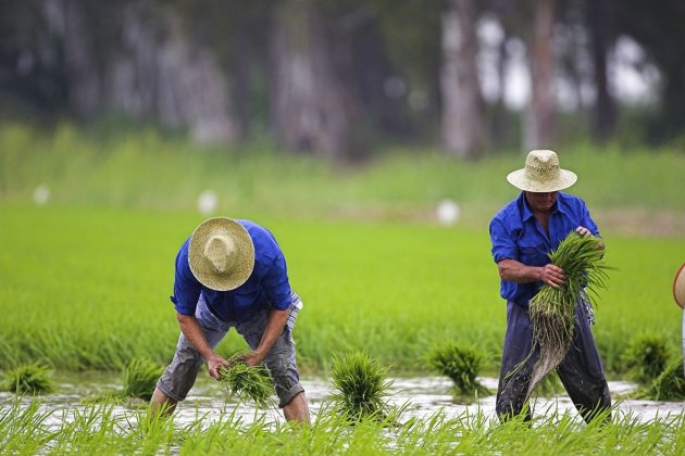 PLANTADA TRADICIONAL DEL ARROZ AUTOR MARIANO CEBOLLA