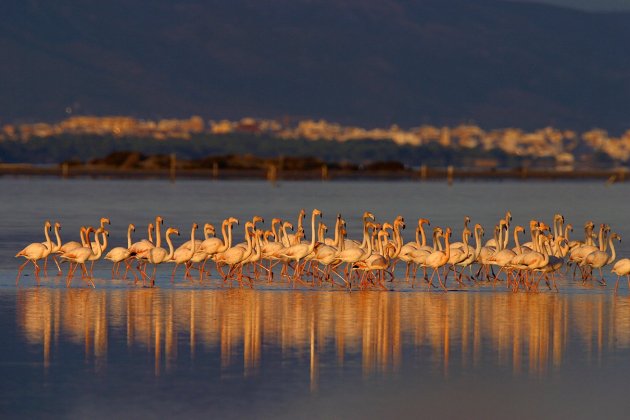 Flamencos APAISADA AUTOR MARIANO CEBOLLA