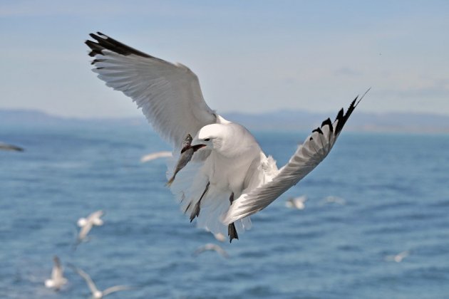 2009 GAVIOTA DE AUDOUIN CAPTURANDO UNA SARDINA AL VUELO DURANTE LA SALIDA LAS AVES DE MAR ADENTRO STORBERG KLAUS