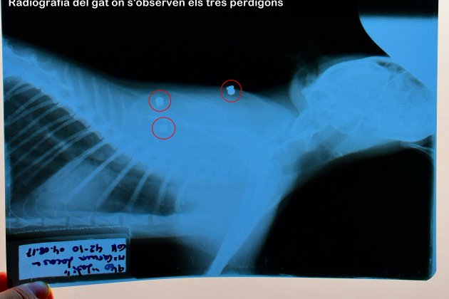 radiografía gato herido