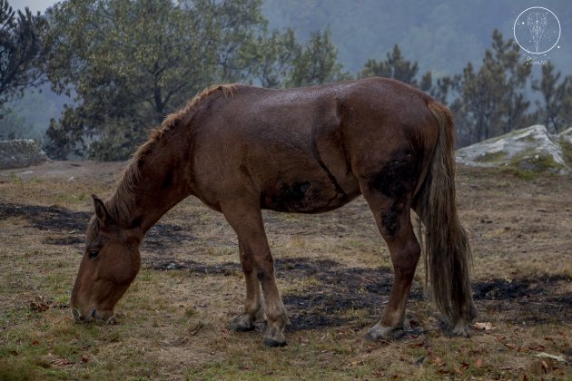 incendi palomagarcia2