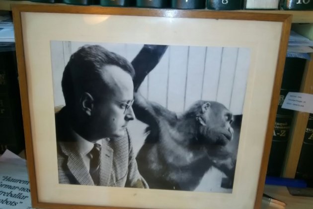 Joaquim Carbó Orangutans