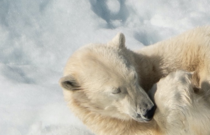 NOUS HABITATS AL NORD: L’OS POLAR RECUPERA EL SEU HÀBITAT