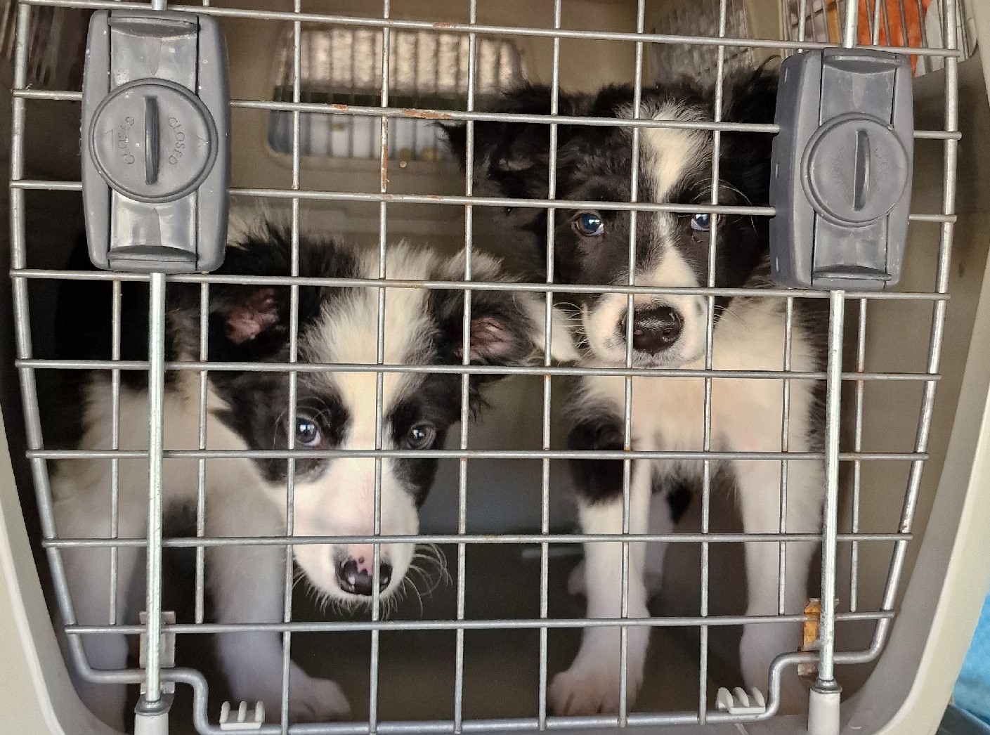 Police strike against puppy traffickers who had buried dead animals in Girona: 100 dogs rescued