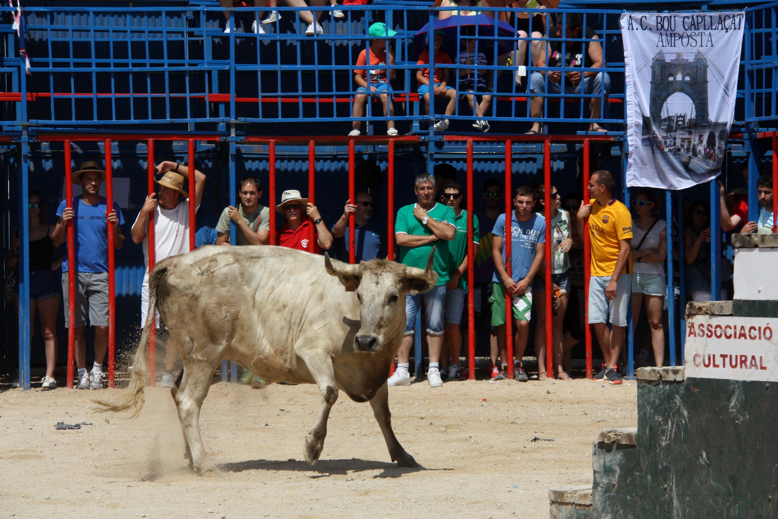 Catalan Parliament votes to ban 'correbous' bull runs