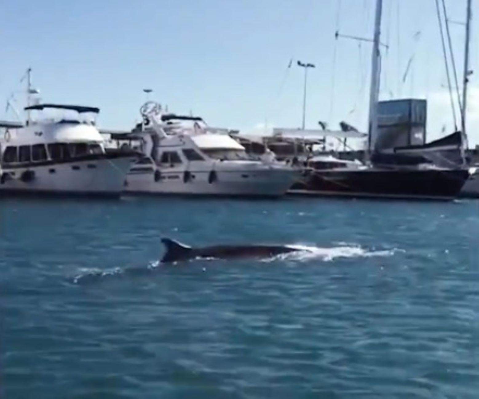 Video: Whale spotted in Valencia marina