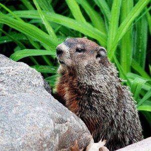 marmota - cgordon8527 pixabay marmota - cgordon8527 pixabay