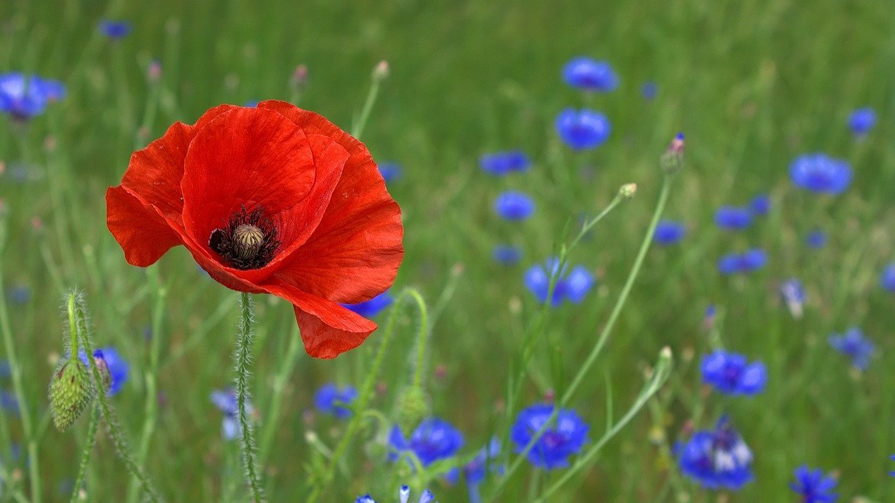 To remember | Test d'anglès B2