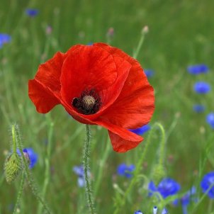 amapola - PeterDargatz pixabay amapola - PeterDargatz pixabay