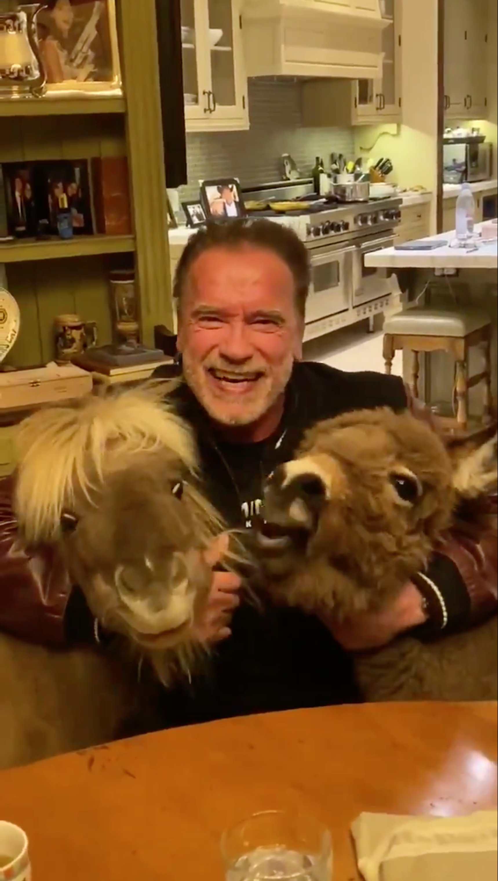 Inversemblant vídeo de Schwarzenegger rient i donant menjar ases: "tots a casa"