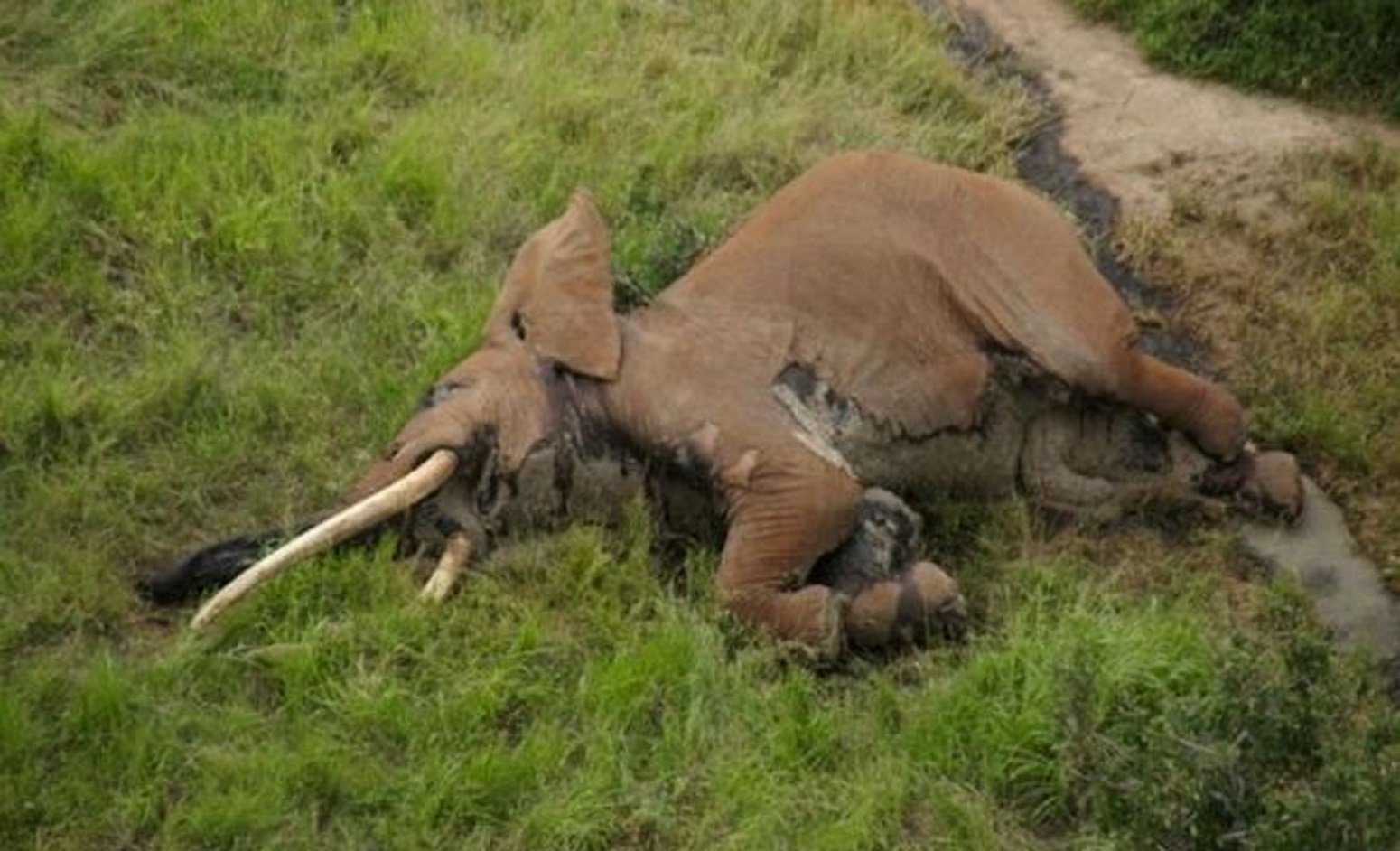 Uns caçadors furtius maten l’elefant més emblemàtic de Kènia