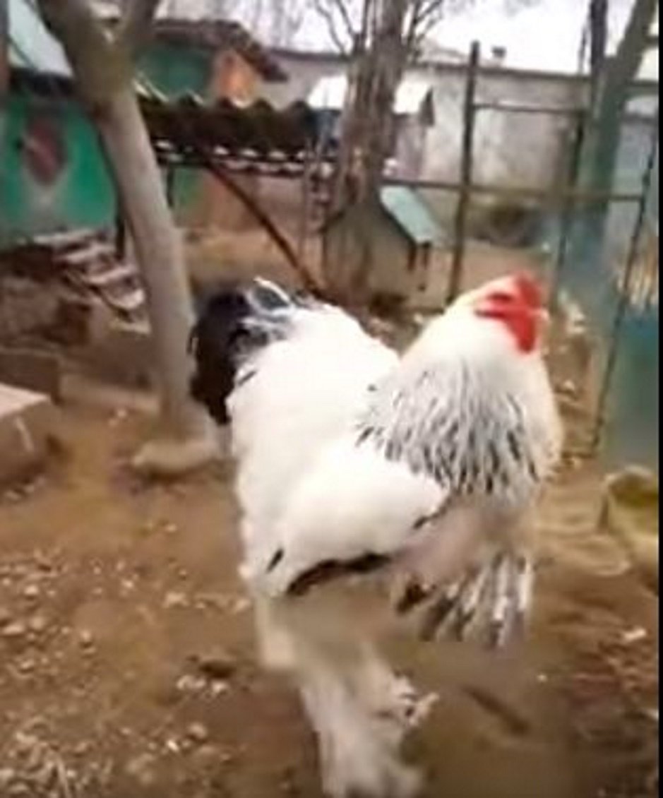 Este gallo gigante es real y está volviendo loco a Internet