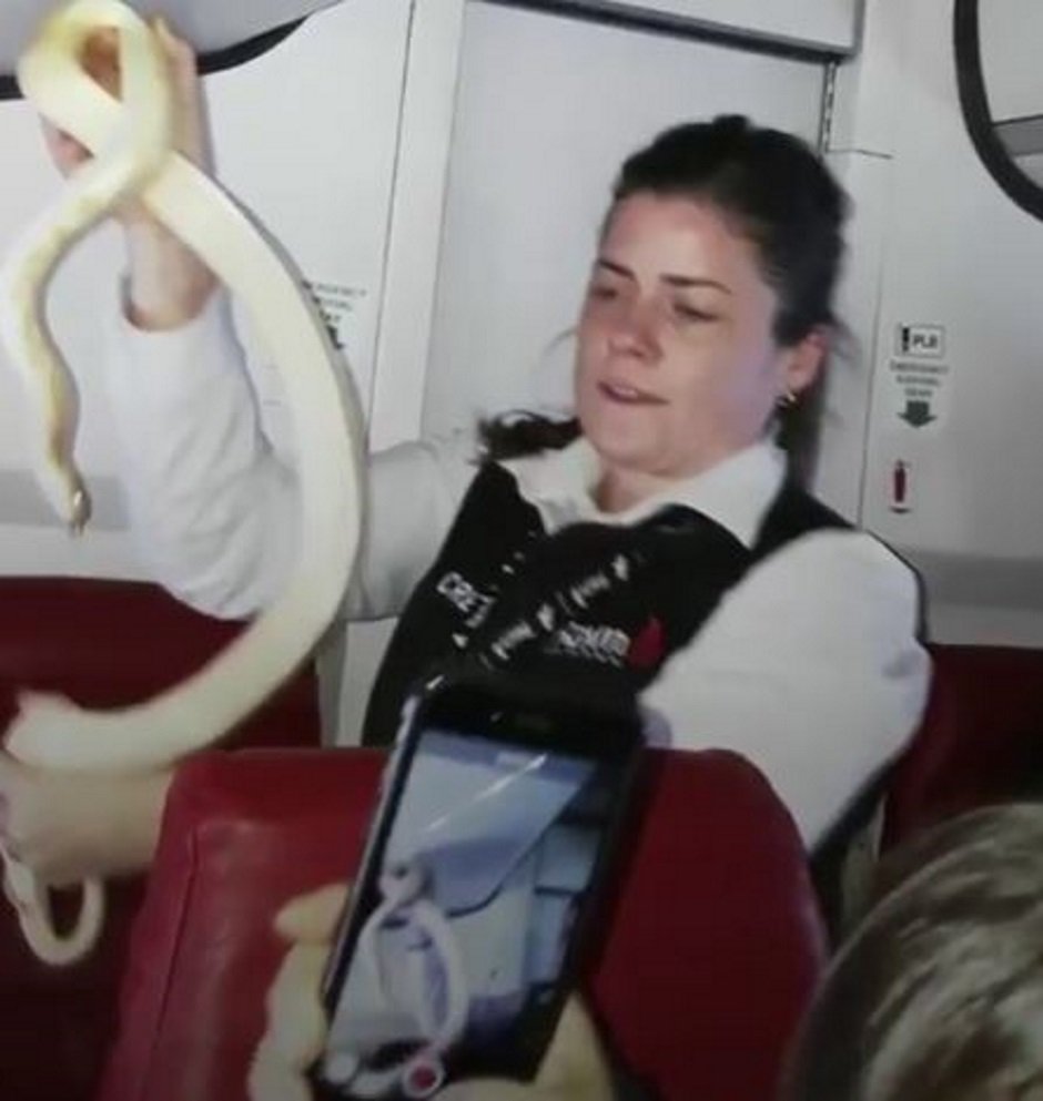Se olvida una serpiente en el avión y aparece en pleno vuelo