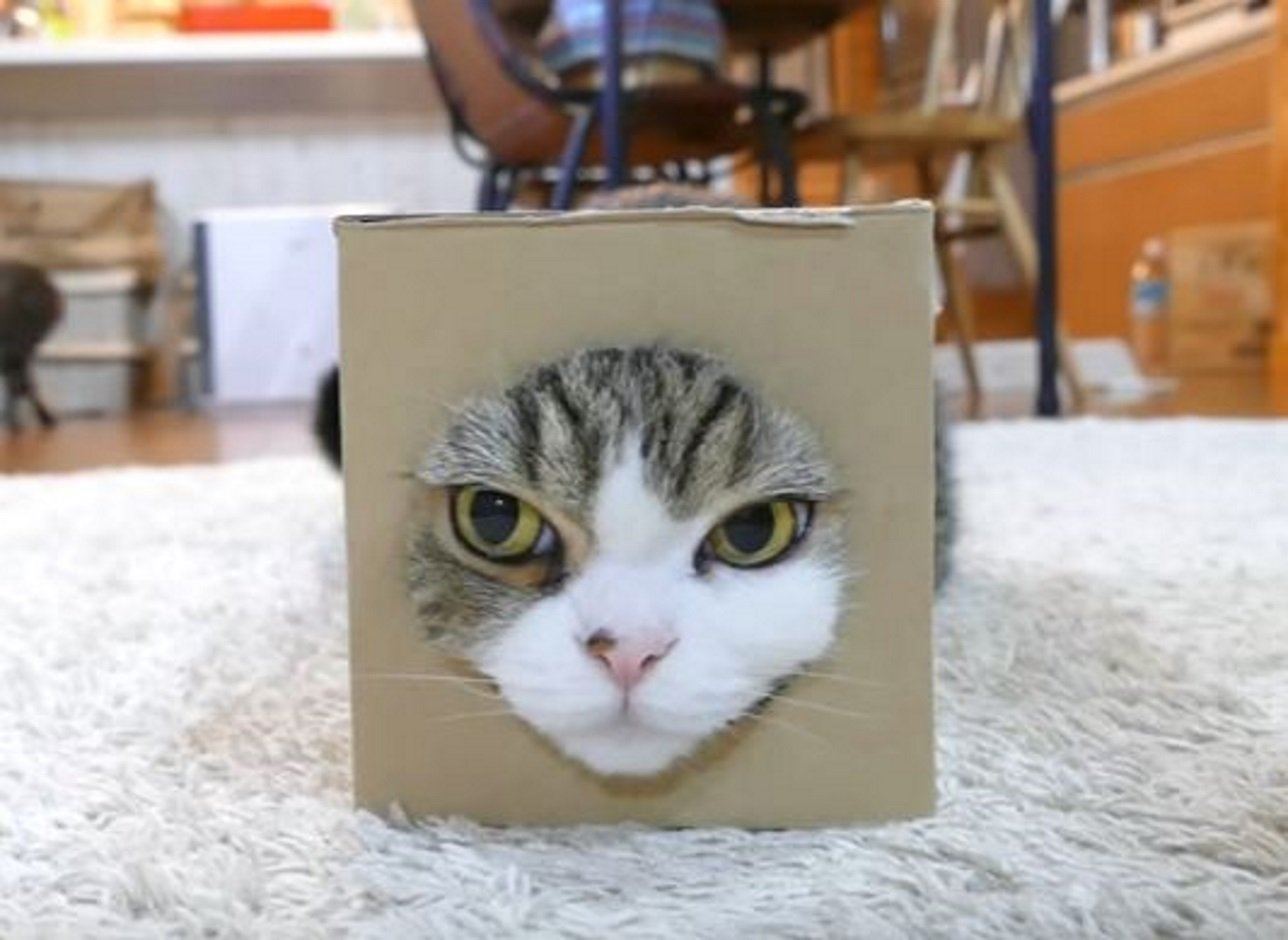 Este gato es el animal más visto en la historia de Youtube