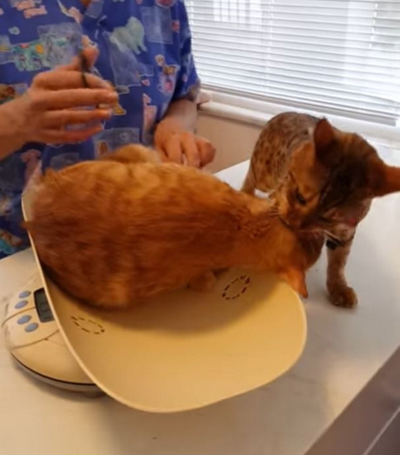 El cómico rescate entre gatos para escapar del veterinario
