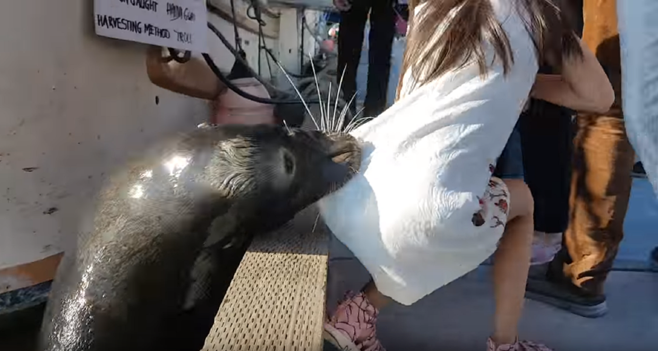 La niña atacada por un león marino sufre una peligrosa infección