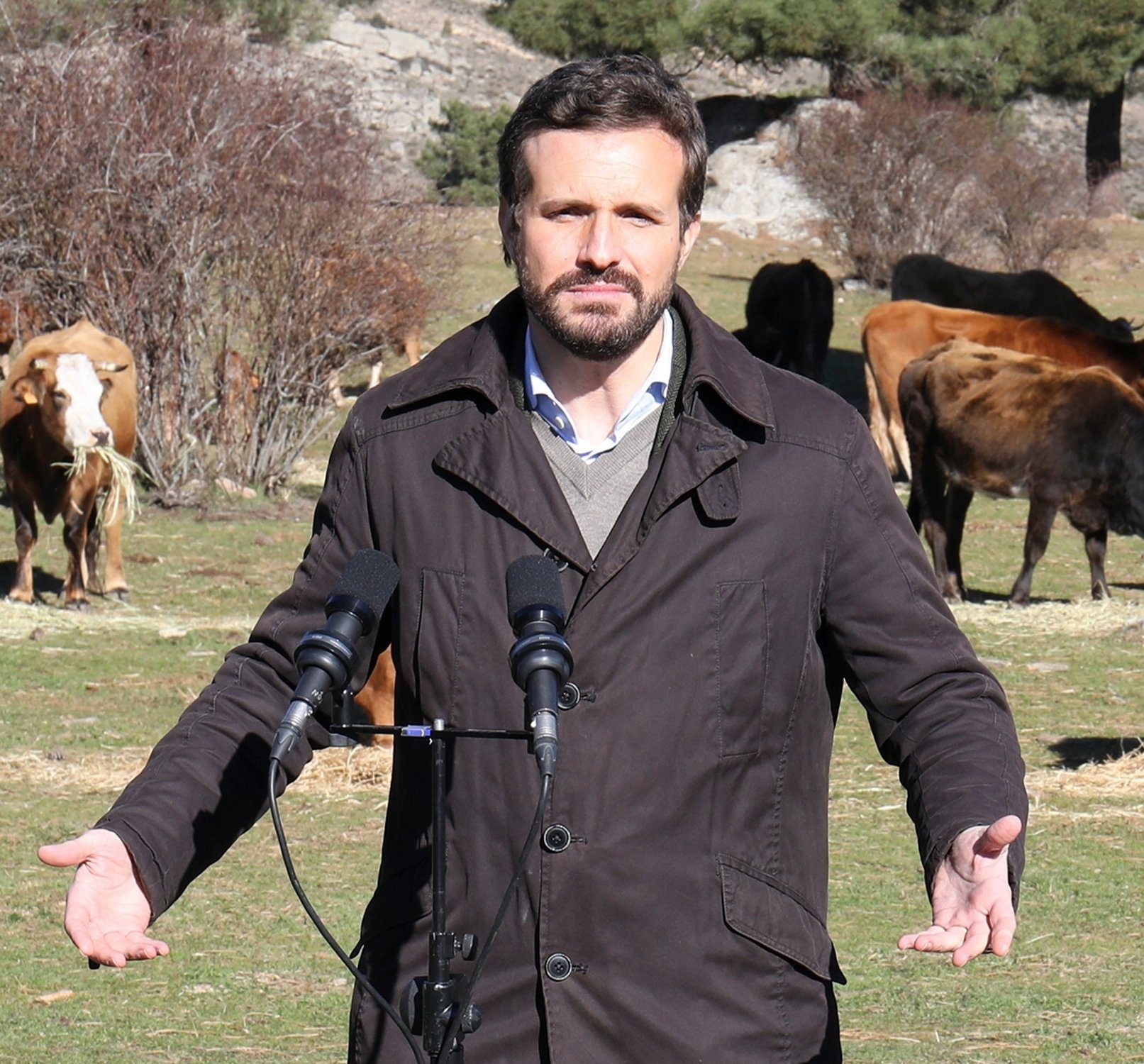 Pablo Casado ridícul entre vaques: el detall de vestuari que l'ensorra encara més