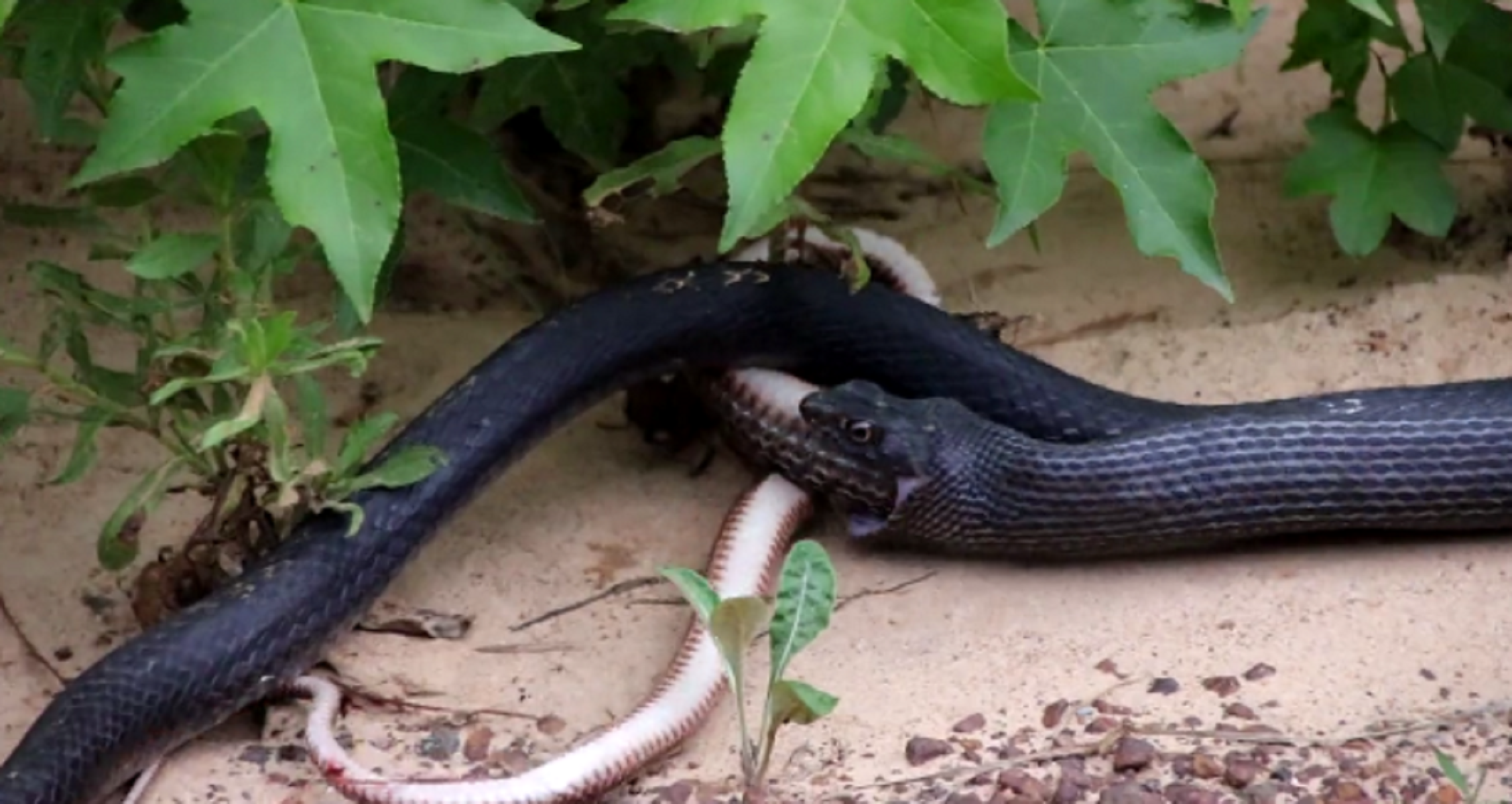 Una serp que vomita una altra serp, el nou vídeo viral