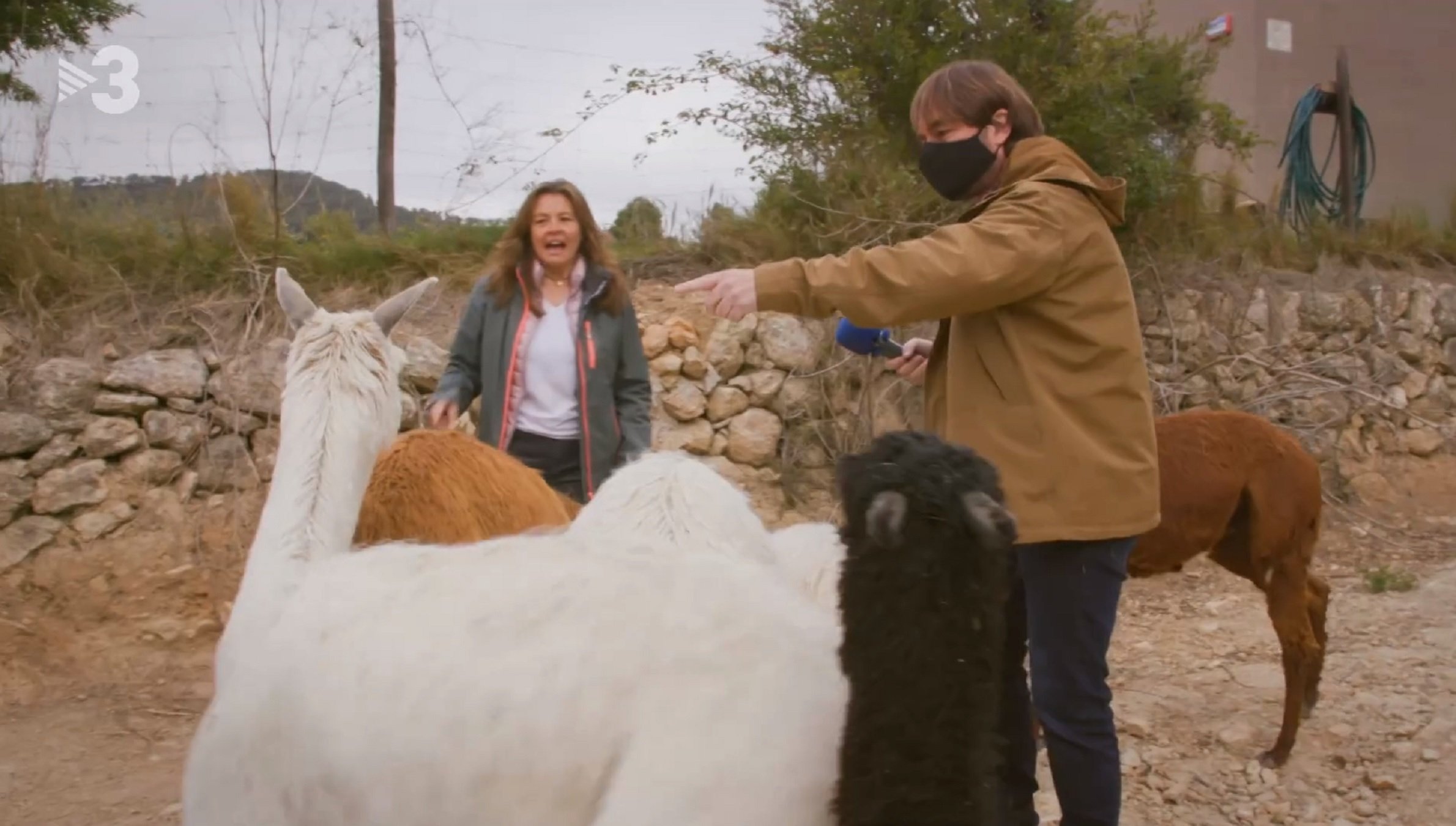 Quim Masferrer encuentra más alpacas en Catalunya y hace más audiencia que nunca