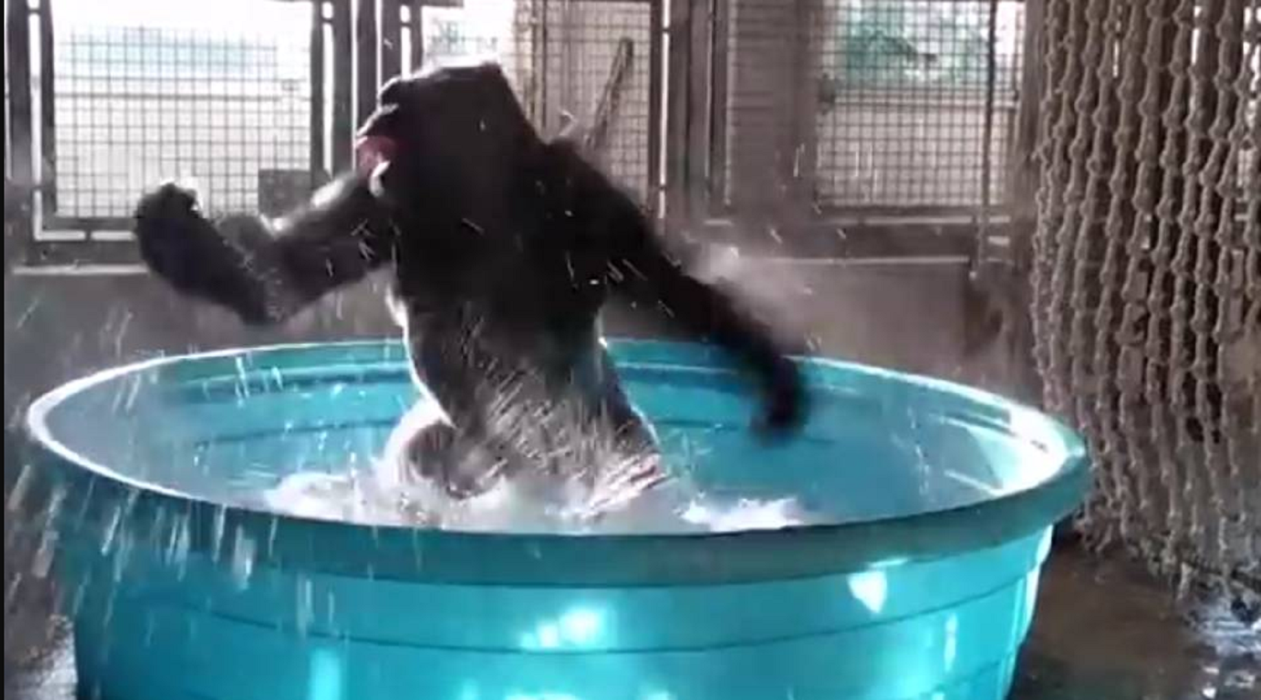 El baile de un gorila en una piscina se vuelve viral