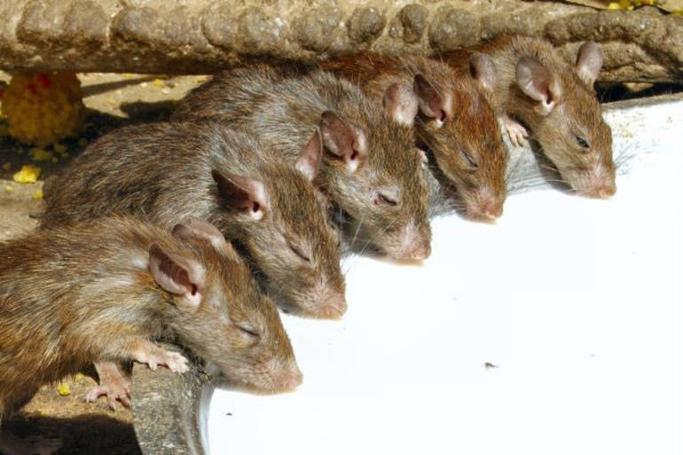 Les nauseabundes imatges de TV3: invasió de rates a Plaça Catalunya ¡259.000!