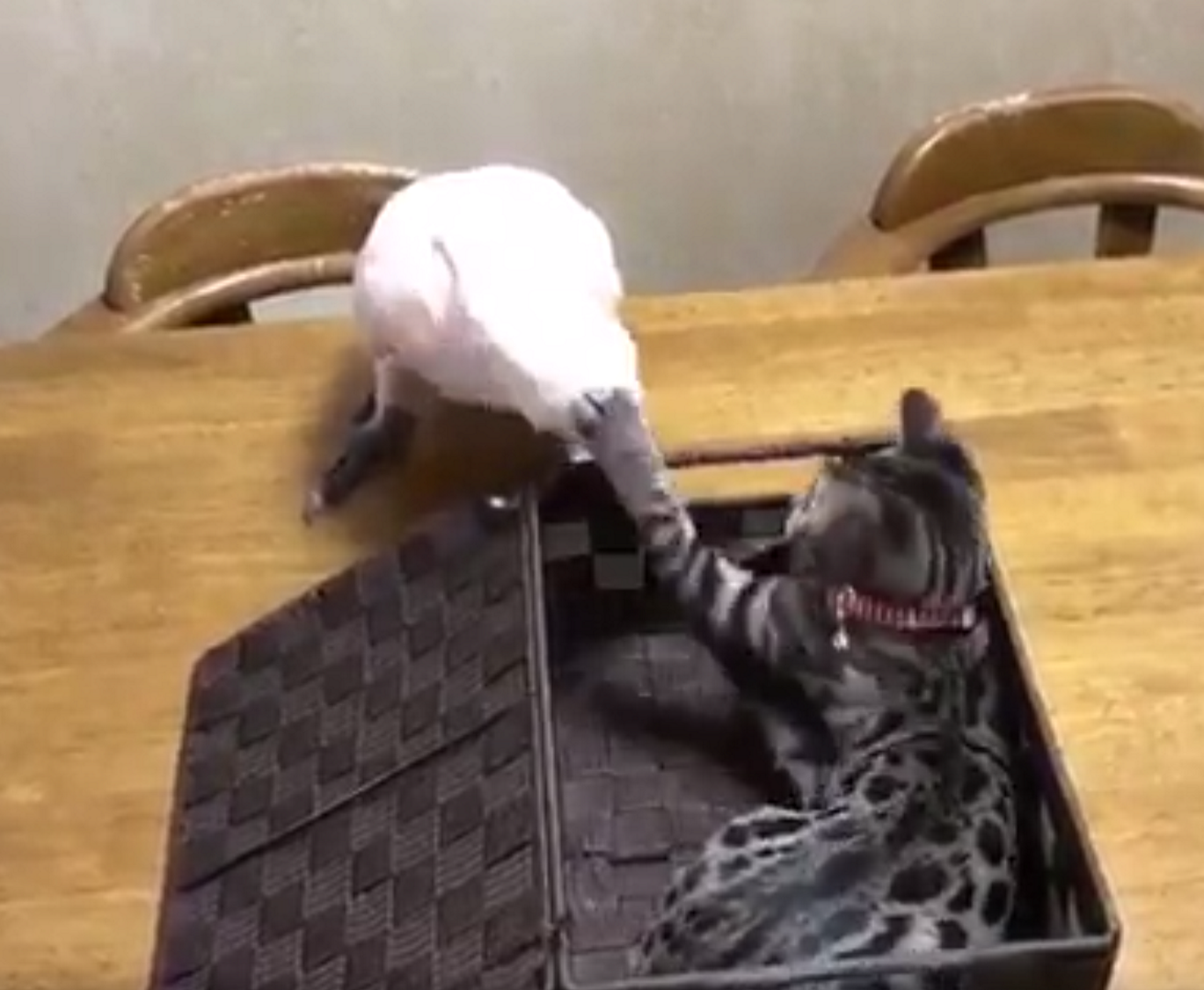 La batalla épica entre una cacatúa y un gato, nuevo fenómeno viral