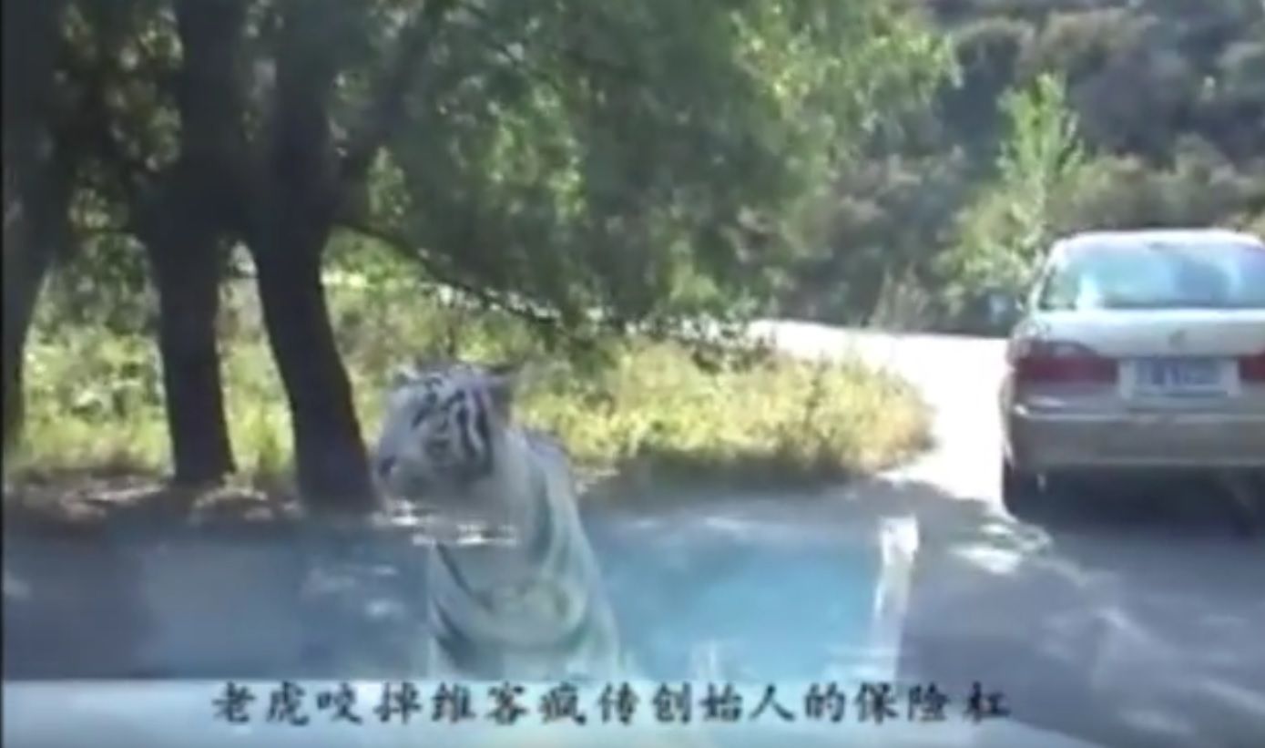 VÍDEO: Un tigre vuelve a atacar a turistas en el zoo de Pekín