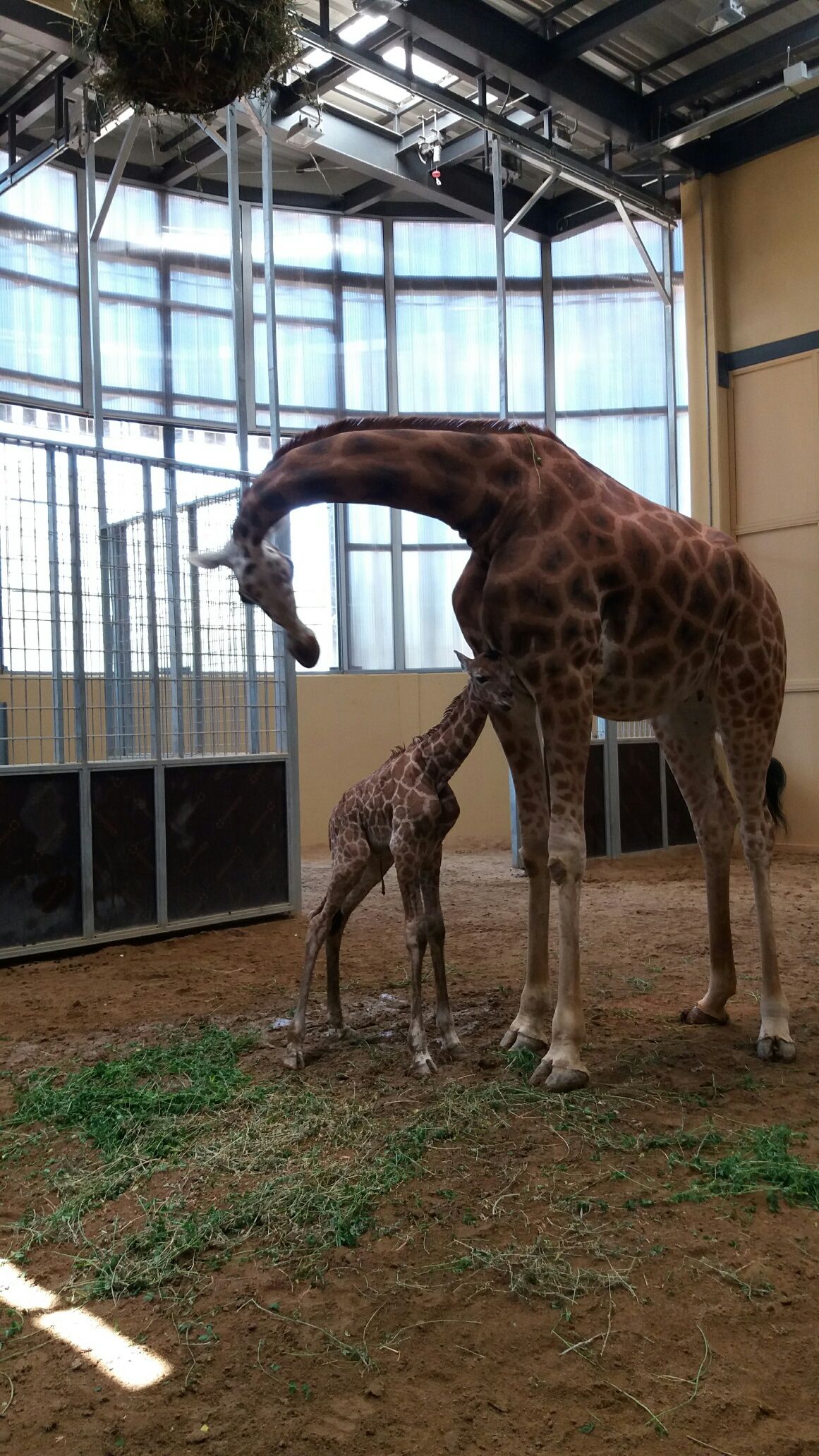 Neix una girafa en perill d'extinció al Zoo de Barcelona