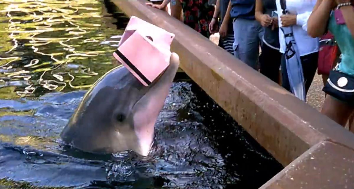 Un delfín de Orlando roba una tableta a una visitante