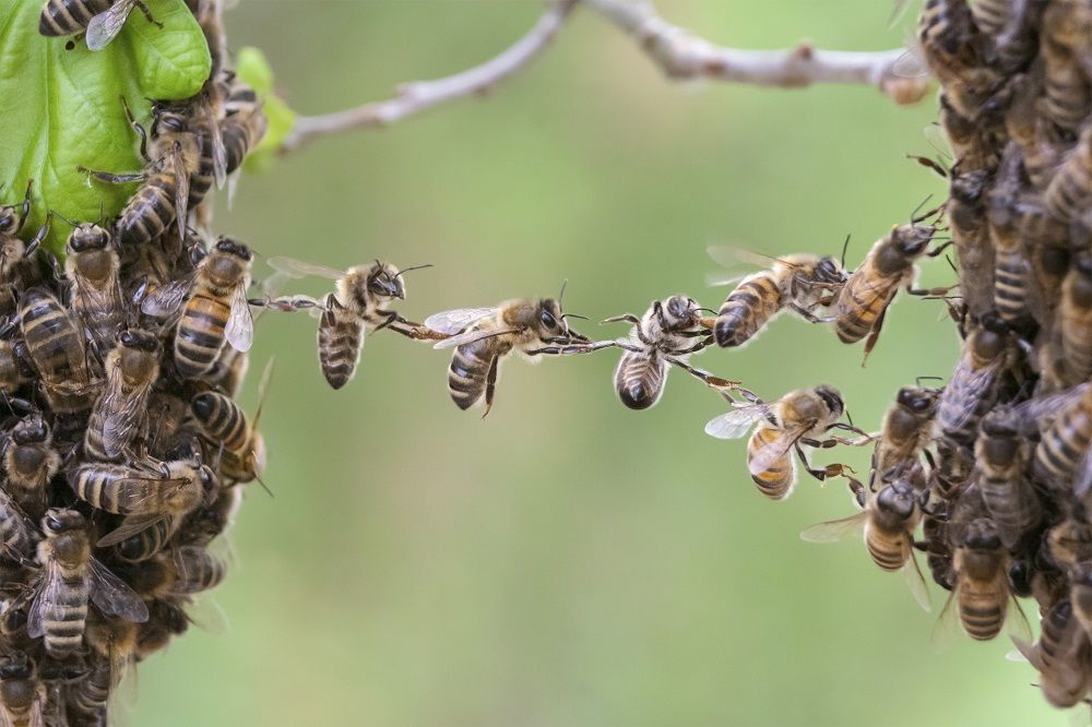 10.000 abejas con micro-chips para descubrir por qué están desapareciendo