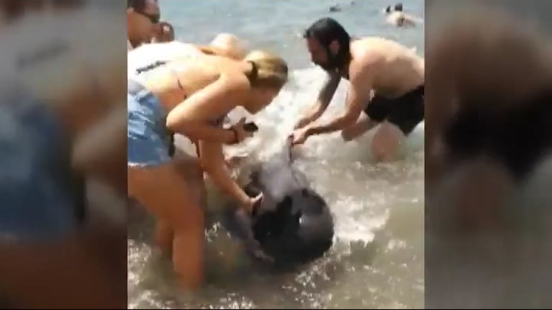 Vídeo: Banyistes fan cadena humana per salvar balenes varades