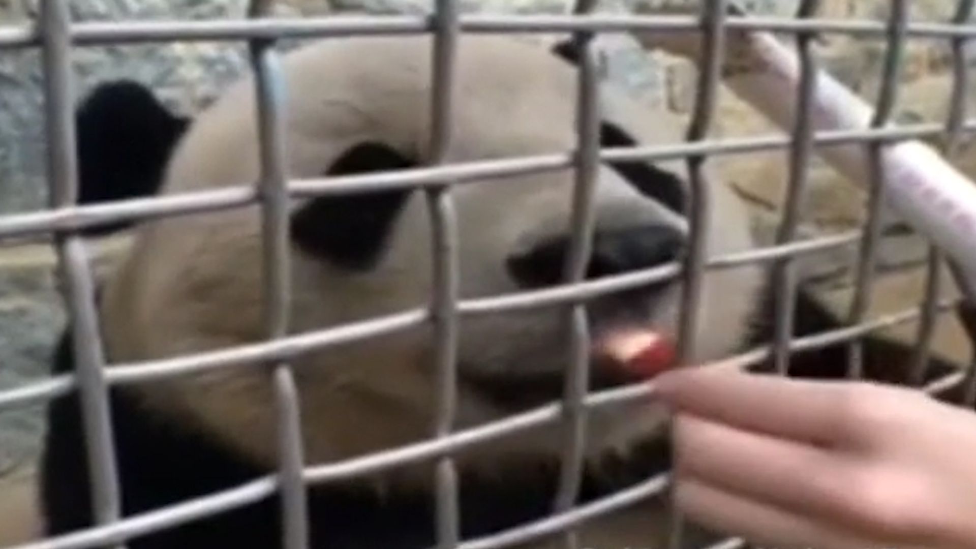 Vídeo: L'óssa panda pintora