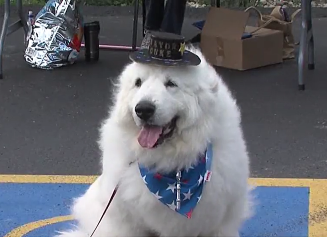 Un perro, escogido por tercera vez alcalde de un pueblo de Minnesota