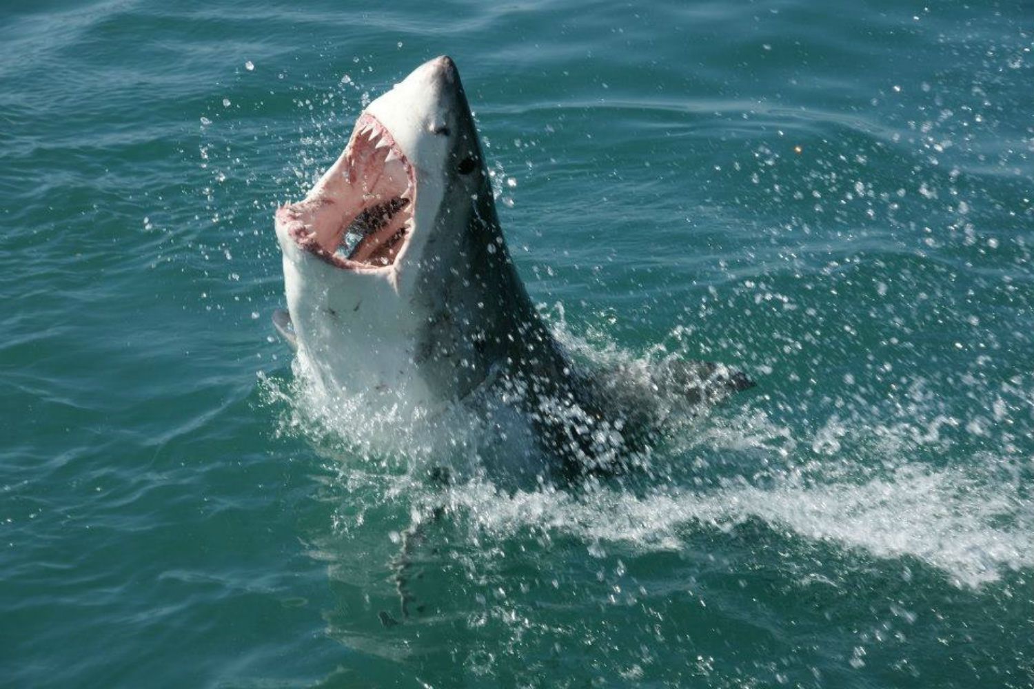 Un chico, a punto de perder la vida en ser atacado por un tiburón