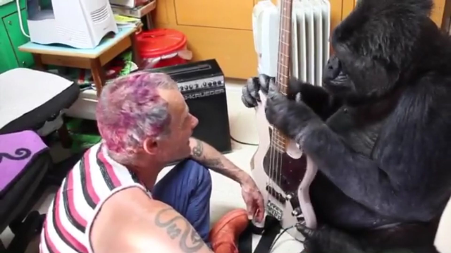 Koko, el goril·la que toca el baix dels Red Hot Chili Peppers