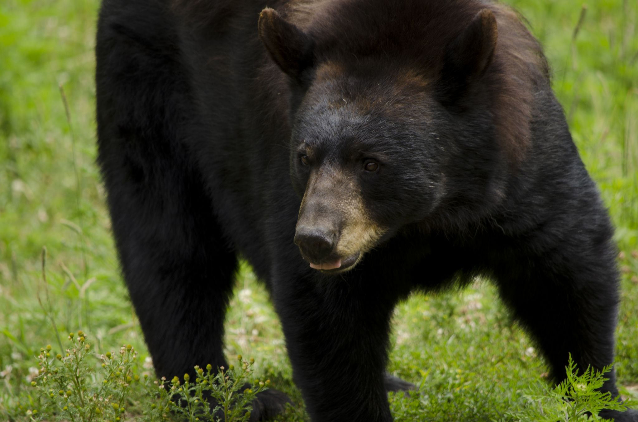 El kárate salva a un japonés de ser mordido por un oso