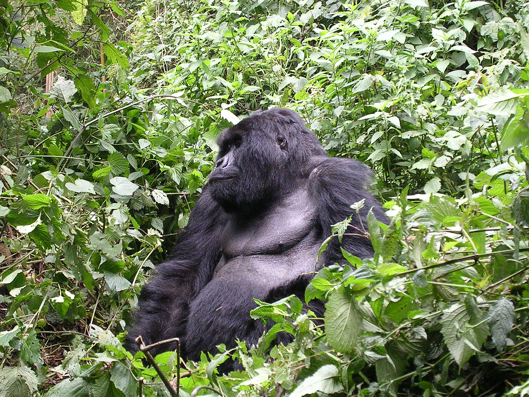 Los gorilas más grandes del mundo, en peligro de extinción
