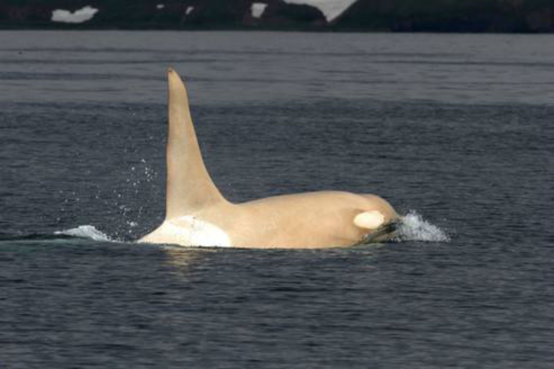 Apareix una orca blanca a Rússia