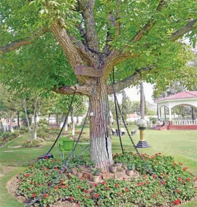 L'arbre arrestat al Pakistan des de fa 118 anys