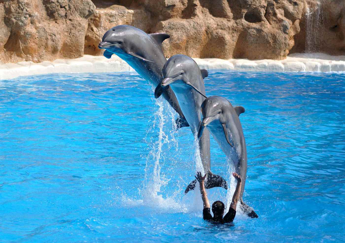 Tenen els dofins converses com si fossin éssers humans? Tenen els dofins converses com si fossin éssers humans?