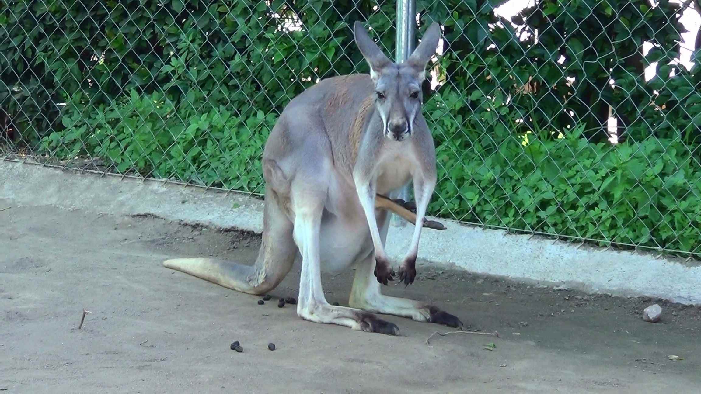 Neix una cria de cangur vermell al Zoo de Barcelona