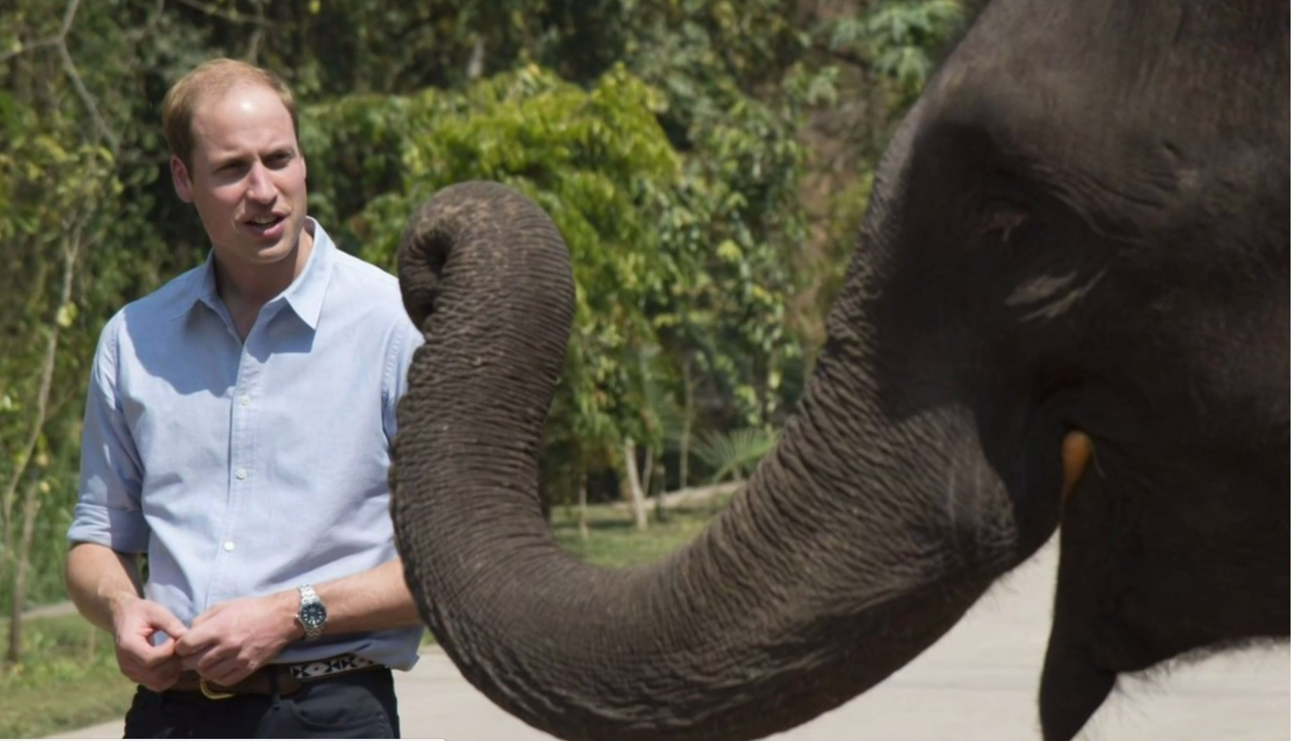 El príncep Guillem denuncia la caça d'elefants i alerta d'una possible extinció