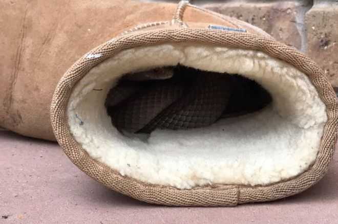 La serpiente que se hizo el nido en unas botas UGG