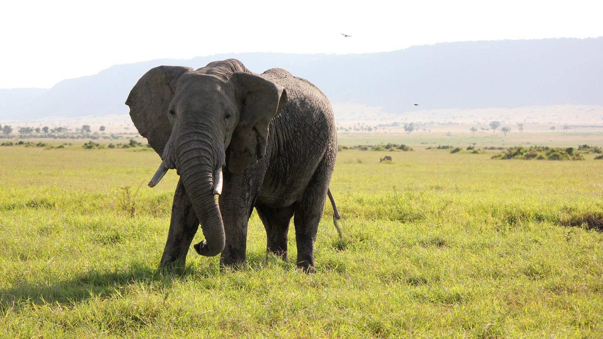 Se agudiza el peligro de extinción de los elefantes