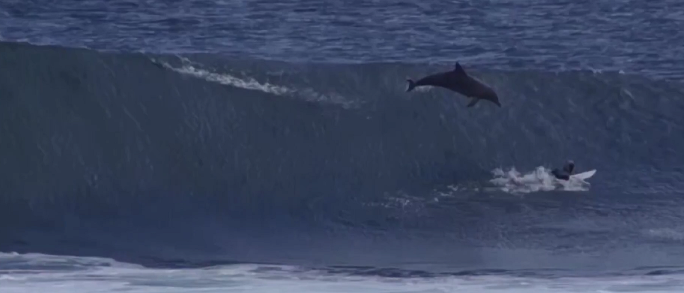 Un dofí salta i cau damunt d’un jove campió de surf