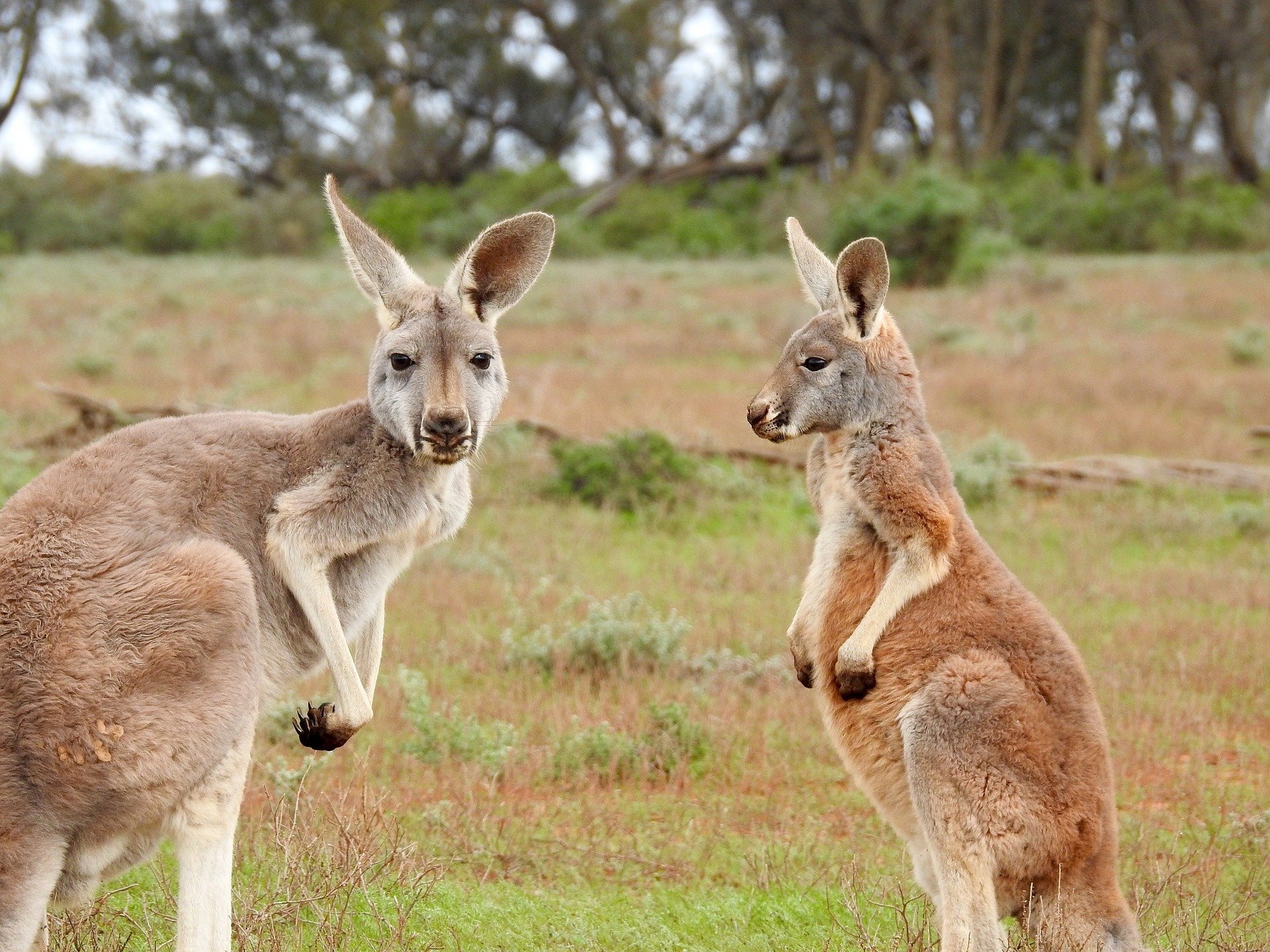 Austràlia, la solució per a joves a la recerca de noves aventures