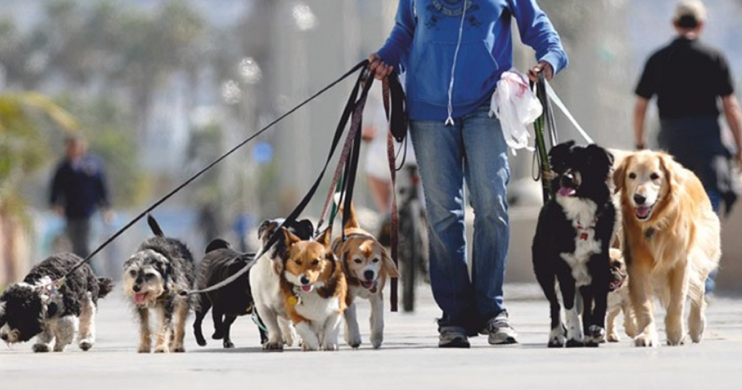 Una royal muy exótica "médicamente muerta" tras sufrir un ataque de corazón paseando a sus perros