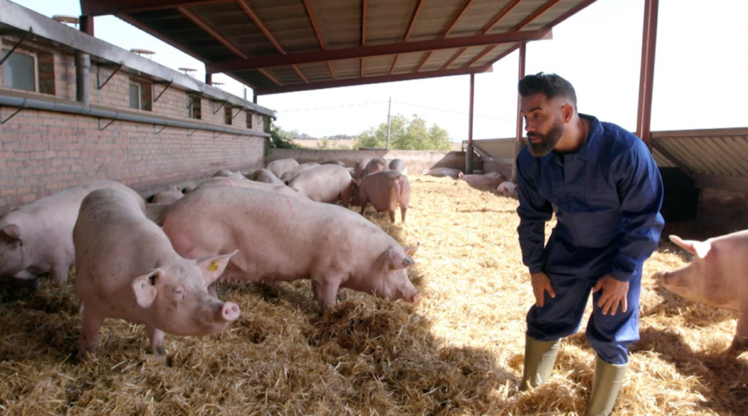 El 'Joc de cartes' més tens (i amb més èxit) premia el millor porc de Vic