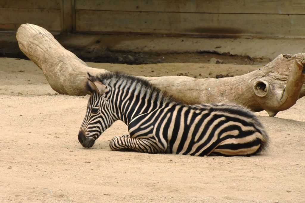 Zoo de Barcelona: nacen una cebra y dos monos araña