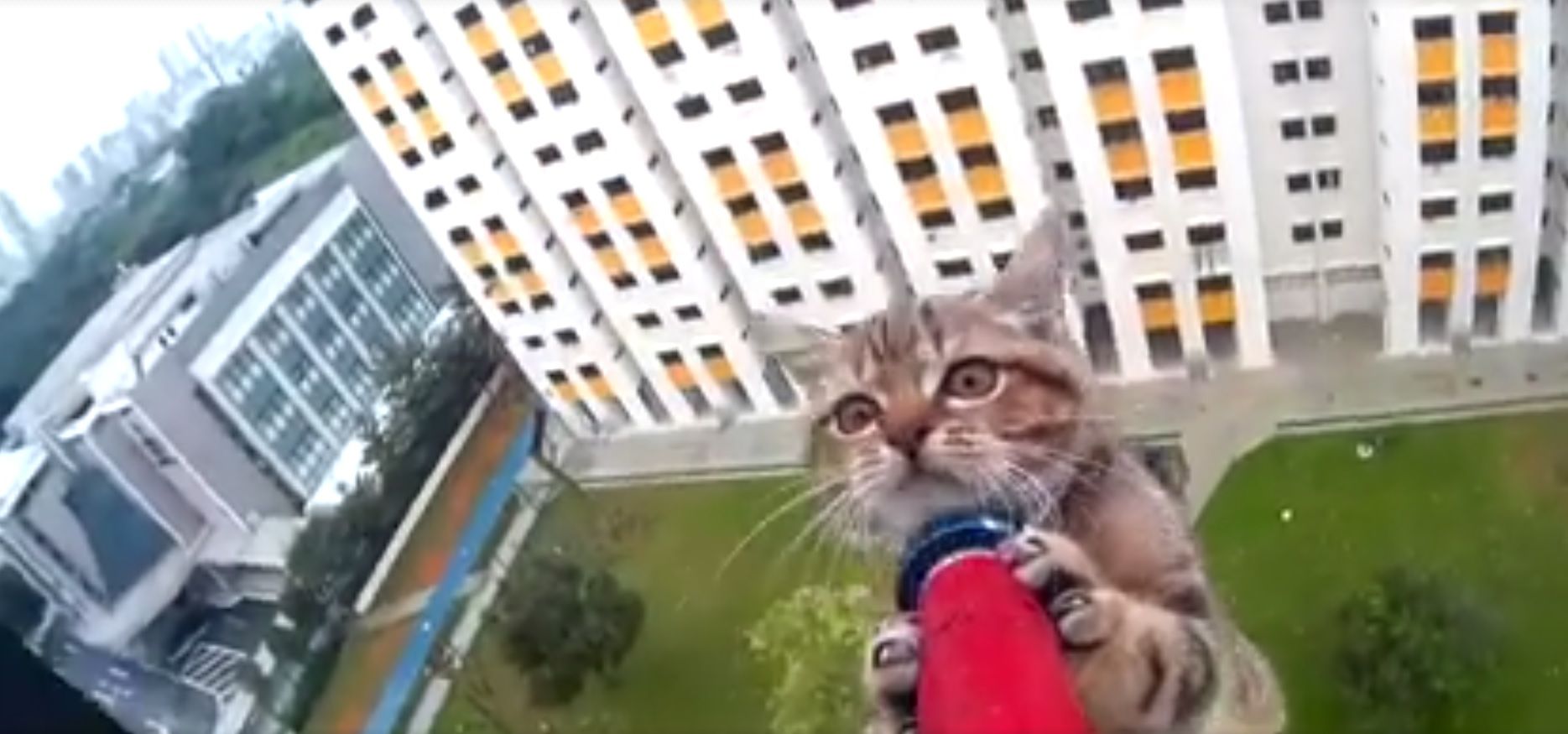 Vídeo: Una GoPro capta los nervios de un gato rescatado a 12 pisos de altura
